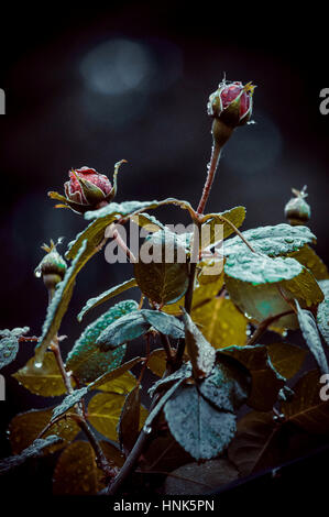 Tau auf einer rose Knospe Stockfoto