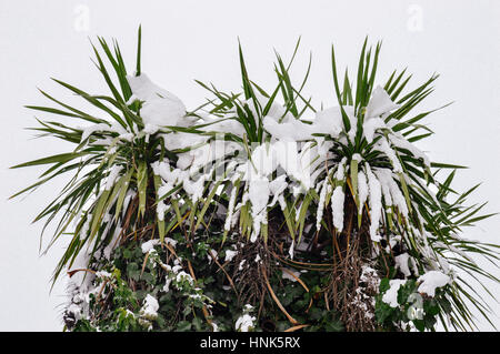 Schnee-Baum auf einem weißen Hintergrund Stockfoto