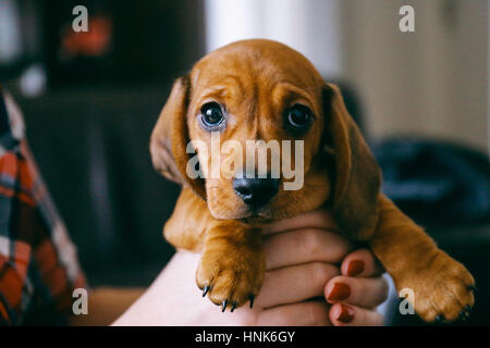 8 Wochen alt glattes Haar braune Dackel Welpen in Händen von seiner Besitzerin, die ein buntes kariertes Hemd trägt statt und rot gepflegten Nägel. Stockfoto