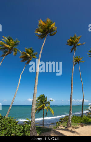 HOHE BÄUME PLAYA PINONES PALMENSTRAND LOIZA PUERTO RICO Stockfoto