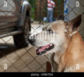 Schäferhund Wartezeiten oder Bewachung neben Zaun Metall Netto Stockfoto