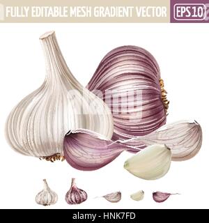 Knoblauch auf weißem Hintergrund. Vektor-illustration Stock Vektor