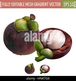 Mangostan-Frucht auf weißem Hintergrund. Vektor-illustration Stock Vektor