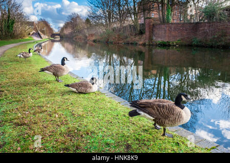 Wilde Enten am Birmingham Kanal Stockfoto