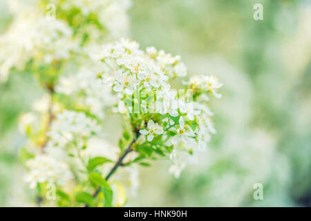 Schöne Sping blühen wilde Pflaume Blumen Stockfoto