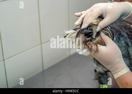 Tierärztliche Arzt untersucht die Zähne des Hundes in Klinik Stockfoto