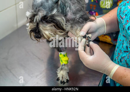 Tierärztliche Arzt untersuchen Pfoten des Hundes in Klinik Stockfoto