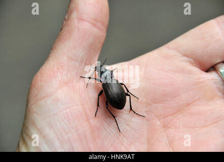 Ein violetter Boden Käfer kriecht auf die Hand einer Person Stockfoto