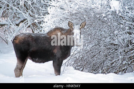 Ein Elch Pausen während des Essens mit Schnee bedeckten Gesicht. Stockfoto