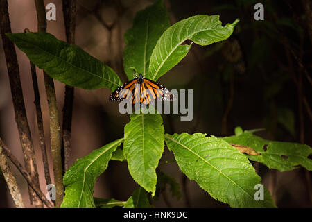 Ein Monarchfalter Sonnen auf einem Ast in den Wäldern von El Capulin Monarchfalter Biosphärenreservat in Macheros, Mexiko. Wandern Sie jedes Jahr werden Millionen Monarchfalter Masse aus den USA und Kanada in den Oyamel Tannenwälder in Zentralmexiko. Stockfoto