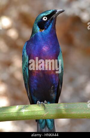 Der Superb Starling (Glanzstare) ist eine schillernde blaue Vogel, der in Afrika vorkommt. Stockfoto