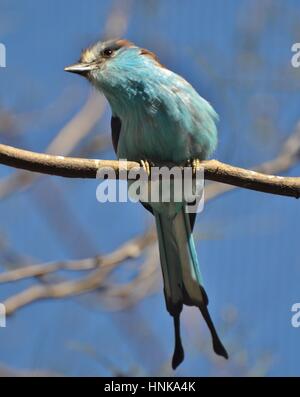 Die Schläger-angebundene Walze (Coracias Spatulatus) ist ein blauer Vogel gefunden im zentralen und südlichen Afrika (auch Schläger tailed Walze). Stockfoto