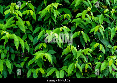 Grünes Blatt Wand Hintergrund im öffentlichen park Stockfoto