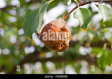 faule Birne auf dem Baum Stockfoto