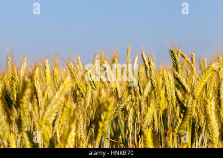 Unreife Vergilbung Weizen Stockfoto