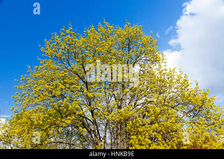 Ahornbaum Blüte Stockfoto