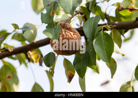 faule Birne auf dem Baum Stockfoto