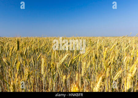 Unreife Vergilbung Weizen Stockfoto