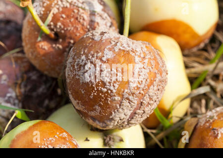 faule Äpfel, close-up Stockfoto