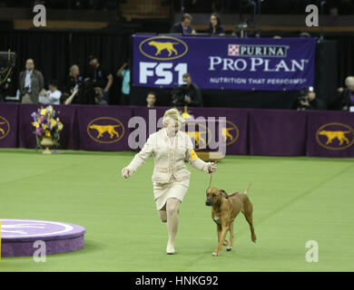 New York City, USA. 13. Februar 2017. Die 141. Westminster Kennel Club Dog Show übernahm Madison Square Garden Handler ihre Hunde, Hunde & nicht-sportlichen Sorten vor Richtern & ein Publikum von Hunde-Liebhaber angezeigt. Bildnachweis: Andy Katz/Pacific Press/Alamy Live-Nachrichten Stockfoto