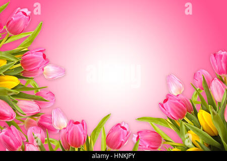 Rosa Grusskarte Hintergrund mit Frühlingsblumen Tulpe Stockfoto
