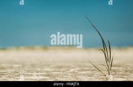 eine einsame Meer Hafer schwingen im Wind an einem sonnigen Strand in Deutschland Stockfoto