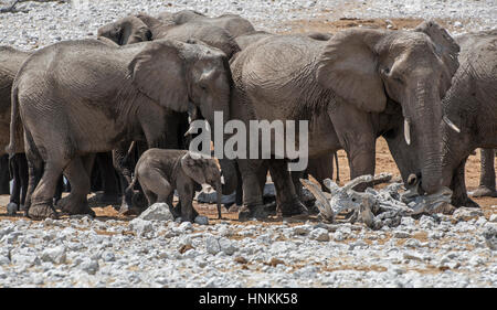 Elefant: Loxodonta Africana. Mit baby Stockfoto