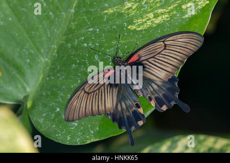 Große gelbe Mormone Schmetterling: Papilio lowi Stockfoto