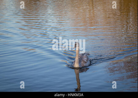 Cygnet stark schwimmen. Am später Nachmittag erschossen im Februar diese Cygnet mit Beaufiful goldenen Reflexen im th-Wasser im See schwimmen. Stockfoto