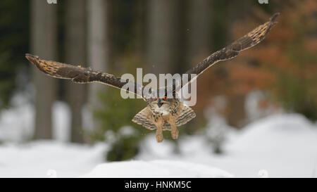 Eurasische Adler-Eule (Bubo Bubo) fliegen über Schnee, Mähren, Tschechien Stockfoto