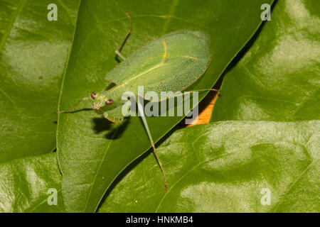 Mantis (Platycalymma dichroica) extrem selten in den Regenwald, Andasibe Nationalpark, Southern Highlands, Madagaskar Stockfoto