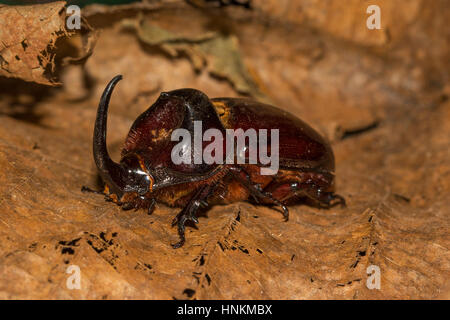 Europäische Nashorn Käfer (Oryctes nasicornis) auf Laub, Ankarafantsika Nationalpark, Western Madagaskar, Madagaskar Stockfoto