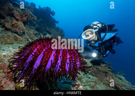 Taucher, Dornenkronen Seestern (Acanthaster Planci) Indischer Ozean, Malediven Stockfoto