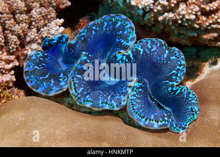 Maxima Muschel (Tridacna Maxima) Indischer Ozean, Malediven Stockfoto