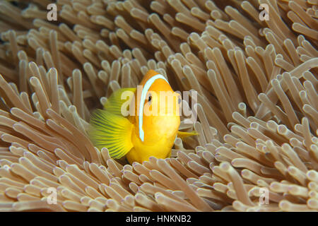 Maldive Anemonenfische (Amphiprion Nigripes), herrliche See-Anemone (Heteractis Magnifica), Indischer Ozean, Malediven Stockfoto