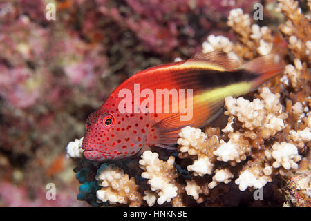 Blackside Hawkfish (Paracirrhites Forsteri), Indischer Ozean, Malediven Stockfoto