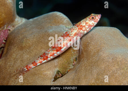 Eidechsenfische (Synodus Veriegatus), bunte Korallen Stein (Porites SP.), Indischer Ozean, Malediven Stockfoto