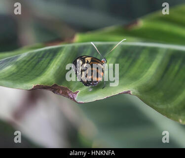 Tiger Longwing Schmetterling auf Blatt Stockfoto