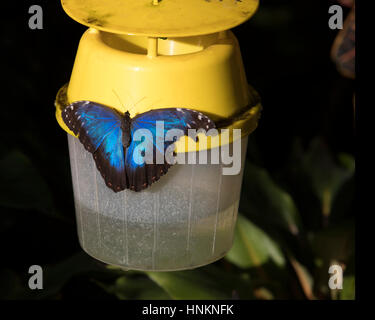 Blauen Morpho Schmetterling ruht auf einem Zucker-feeder Stockfoto