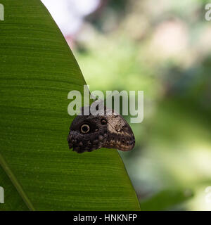 Riesen Eule Schmetterling mit Flügeln Stockfoto