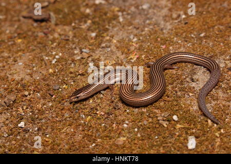 Reptil: Gefütterte geschmeidig Skink; Lygosoma Lineata vom nördlichen Westghats, Gujarat Stockfoto