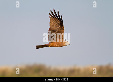 Schwarze Drachen - Milvus Migrans - Erwachsene Stockfoto