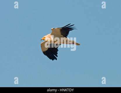 Kanarischer Schmutzgeier - Neophron Percnopterus majorensis Stockfoto