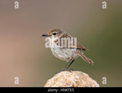 Kanarischen Inseln Schwarzkehlchen - Saxicola Dacotiae - weiblich Stockfoto