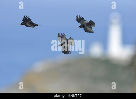 Alpenkrähe - Pyrrhocorax pyrrhocorax Stockfoto