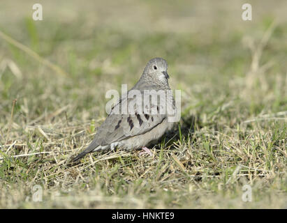 Gemeinsamkeiten-Taube - Columbina passerina Stockfoto