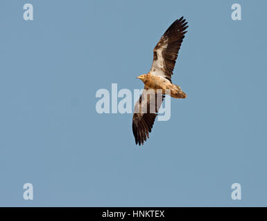 Kanarischer Schmutzgeier - Neophron Percnopterus majorensis Stockfoto