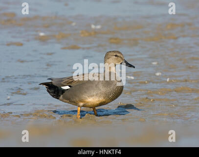 Gadwall - Anas Strepera - männlich Stockfoto