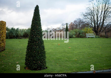 Weihnachten im Park. Ein einsamer gut gestutzte Bäume hat Lichter zu dekorieren und einem lokalen Park für Weihnachten erhellen. Den Launen der Kegel Form St. Stockfoto