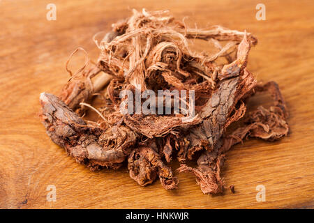 Wurzel (Hedysarum Neglectum) vom Altai, Westsibirien zu tragen Stockfoto